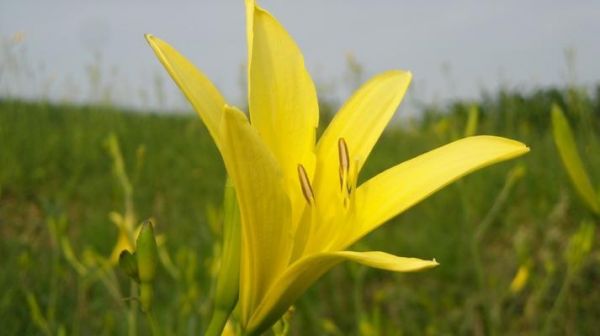 黃花菜開花時間及季節(jié)（揭秘黃花菜的開花規(guī)律和適宜采摘的時間）