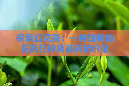 探索紅花茶：一種獨特的花茶品種及其藥用價值