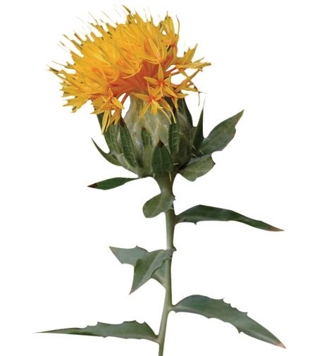 紅花：活血通經(jīng)，散瘀止痛