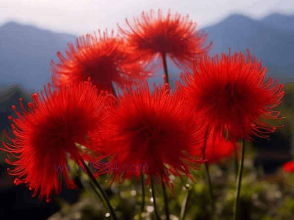 紅花可以減肥瘦身嗎(紅花能美容養(yǎng)顏么) 第1張