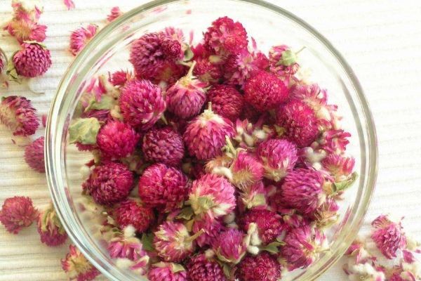 千日红花茶的功效与作用，喝千日红有五大好处