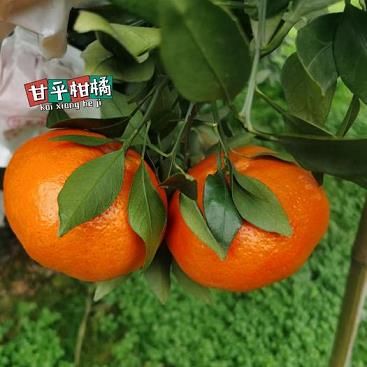 怎么挑選出最好喝的愛媛果凍橙（這篇文章告訴你）