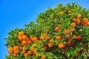 柑子苗價格多少錢一棵（柑子苗批發(fā)）