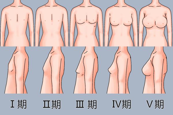 乳房发育过程图