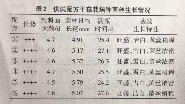 平菇栽培種菌絲生長(zhǎng)情況