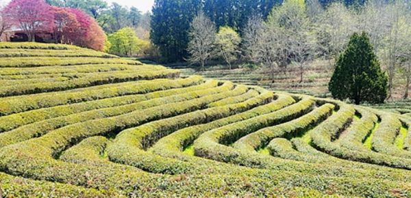 VB綠茶片