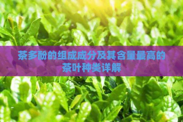茶多酚的組成成分及其含量更高的茶葉種類詳解