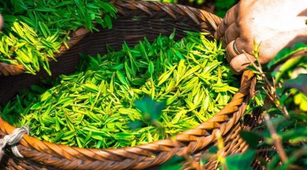 茶多酚——綠茶抗衰老的秘密！