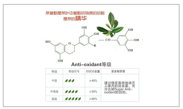 茶多酚的功效與作用