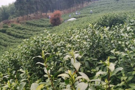 六大茶類中的茶多酚含量各是多少，各種茶葉茶多酚含量排名