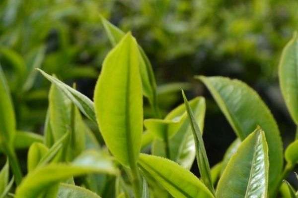 茶多酚是什么東西，是茶葉中的呈味物質(zhì)