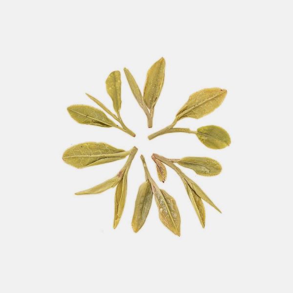有關(guān)茶葉所含的茶多酚