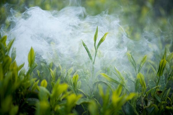 綠茶提取物（茶多酚）具有哪些保健功能?