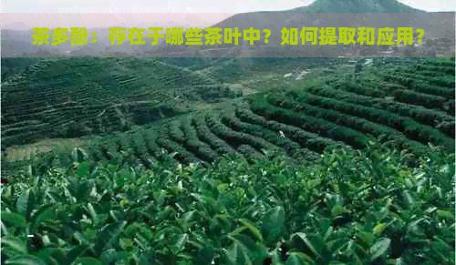 茶多酚：存在于哪些茶葉中？如何提取和應用？