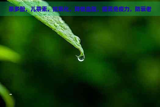 茶多酚，儿茶素，抗氧化，降低血脂，提高免疫力，防衰老