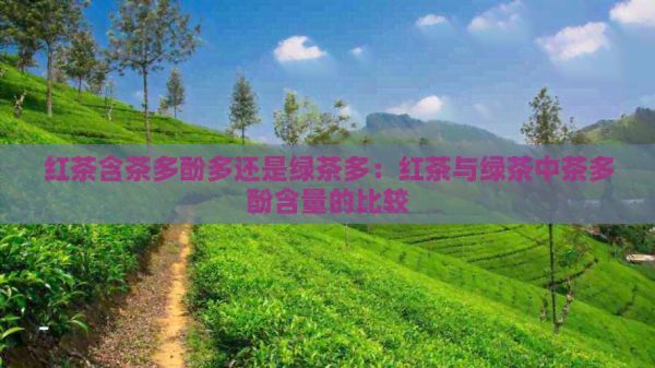 红茶含茶多酚多还是绿茶多：红茶与绿茶中茶多酚含量的比较
