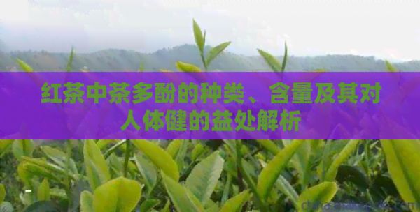 紅茶中茶多酚的種類、含量及其對人體健的益處解析