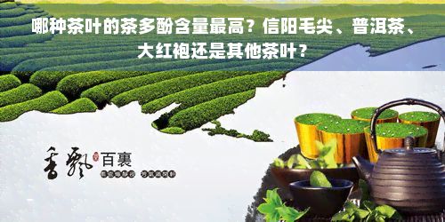 哪種茶葉的茶多酚含量更高？信陽毛尖、普洱茶、大紅袍還是其他茶葉？