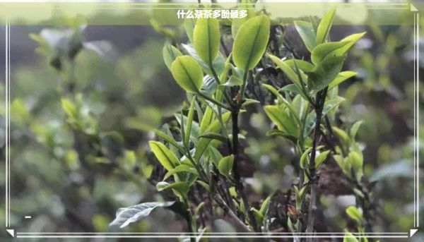 什么茶茶多酚最多