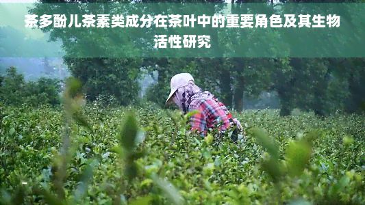 茶多酚兒茶素類成分在茶葉中的重要角色及其生物活性研究