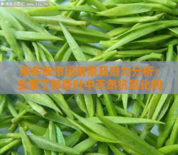 茶多酚市场前景及潜力分析：全面了解茶叶中天然抗氧化剂的应用价值