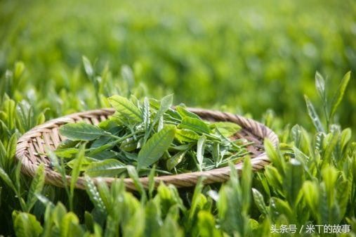 純天然綠色健康飲品——綠茶