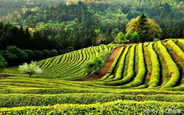 純天然綠色健康飲品——綠茶