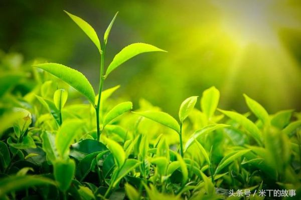 純天然綠色健康飲品——綠茶