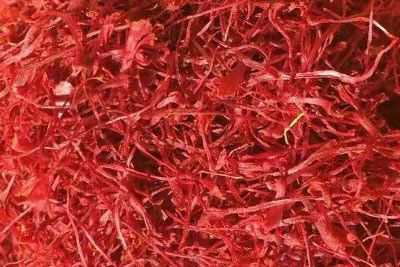 西藏藏紅花