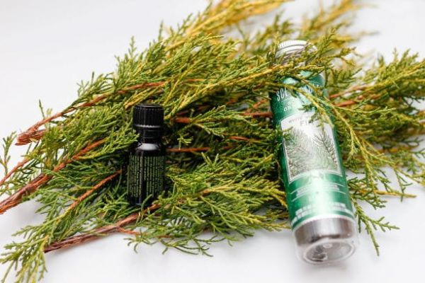 松树精油是什么?有什么好处和用途?