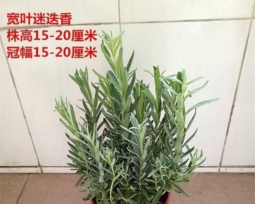 羅勒的喜陽或喜陰之爭（破解羅勒生長之謎）