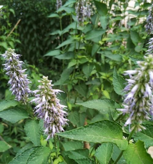 罗勒和藿香——两种常见的草本植物（探寻罗勒和藿香的生长环境及药用价值）