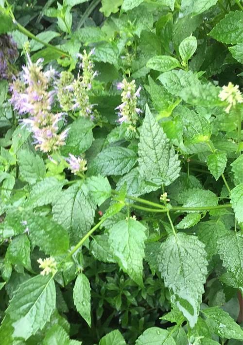 罗勒和藿香——两种常见的草本植物（探寻罗勒和藿香的生长环境及药用价值）