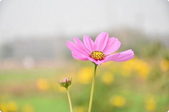 韓國(guó)營(yíng)養(yǎng)專(zhuān)家獨(dú)家減肥飲食法則