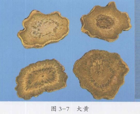 大黃
