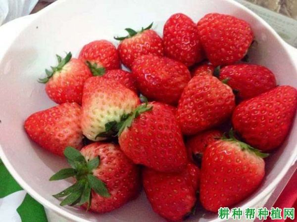 草莓能顯著提高血液抗氧化能力