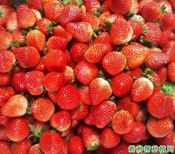 草莓能顯著提高血液抗氧化能力