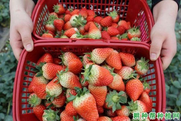 草莓能顯著提高血液抗氧化能力