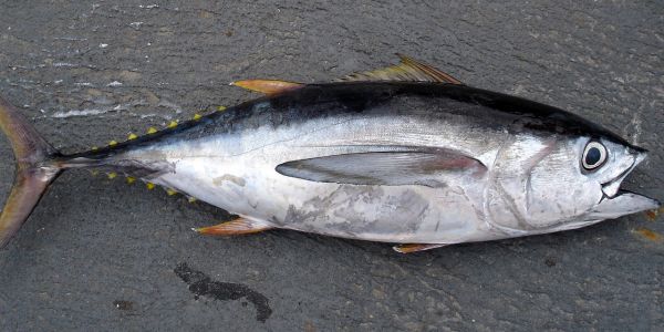 金槍魚