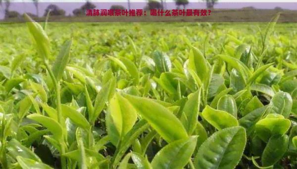 清肺润喉茶叶推荐：喝什么茶叶最有效？