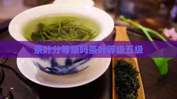 茶叶分等级吗茶叶等级五级