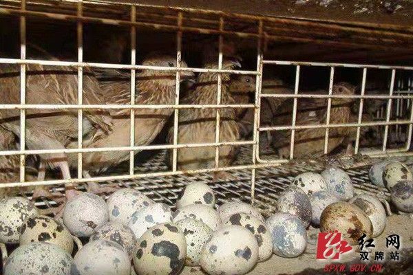 鵪鶉1.jpg