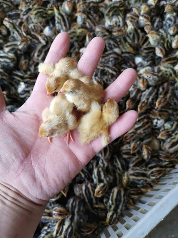 鵪鶉育雛