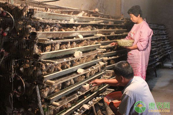 鵪鶉的養(yǎng)殖技術(shù)要點(diǎn)及注意事項(xiàng)（建議收藏）-圖片版權(quán)歸惠農(nóng)網(wǎng)所有
