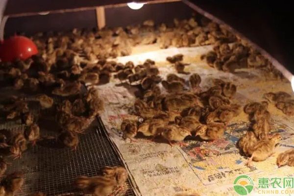 鹌鹑养殖需要注意什么？-图片版权归惠农网所有