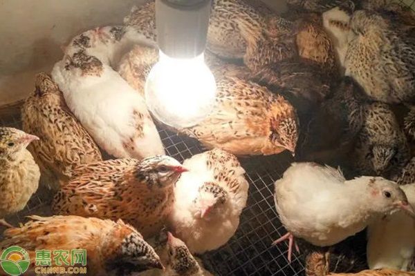 鹌鹑养殖需要注意什么？-图片版权归惠农网所有