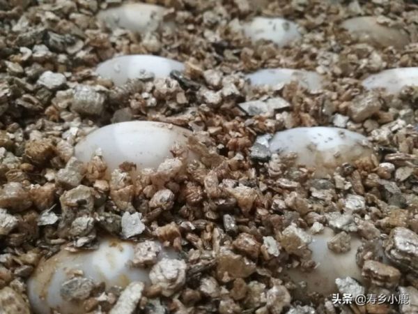 孵化龟苗，需要注意的几个技术细节