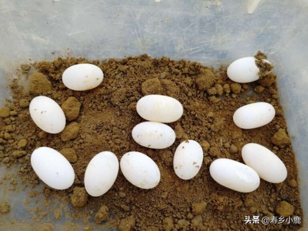 孵化龟苗，需要注意的几个技术细节