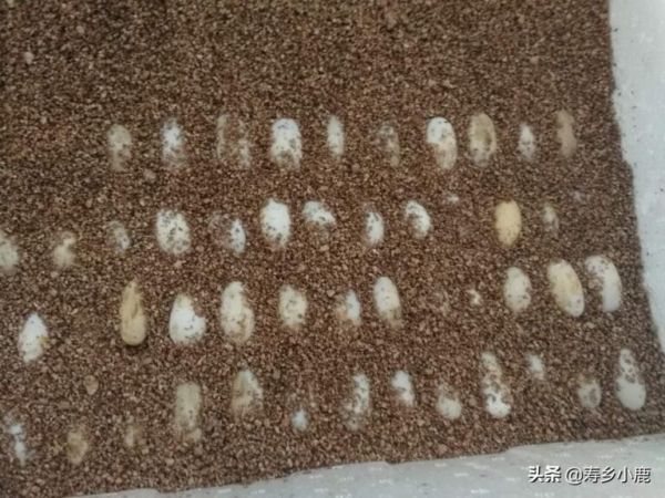 孵化龟苗，需要注意的几个技术细节