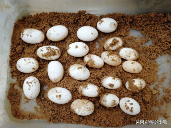 孵化龟苗，需要注意的几个技术细节